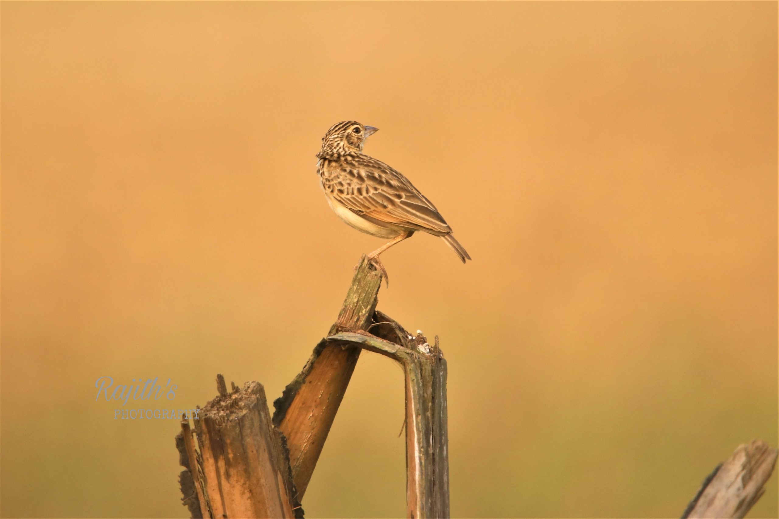 Pipit, ಪಿಪಿಳೀಕ