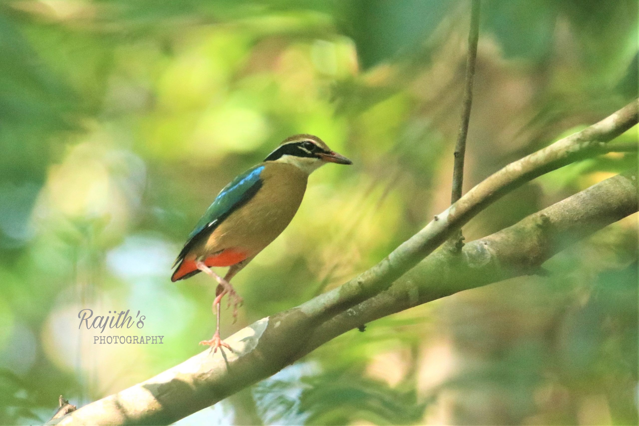 Indian Pitta