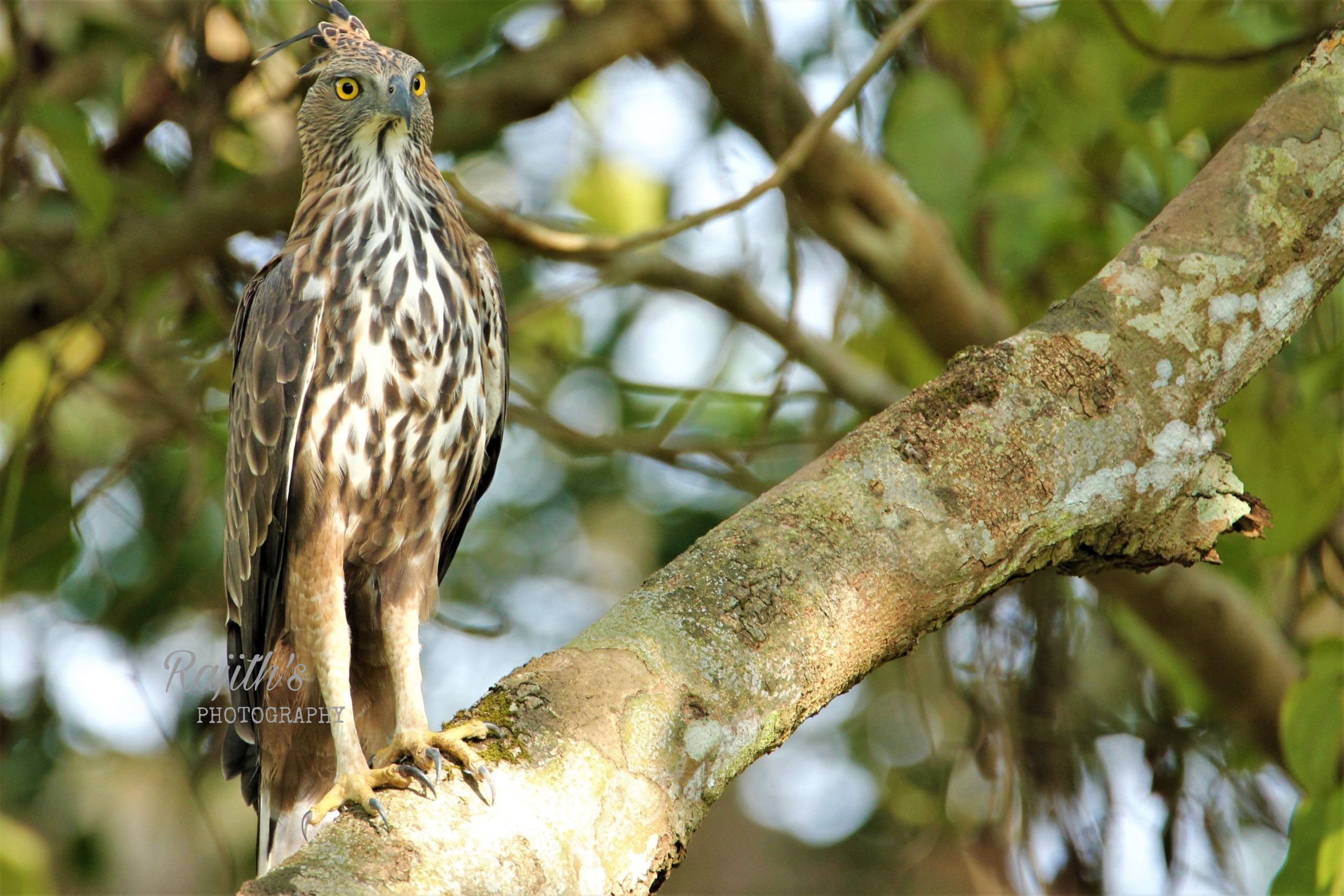 Crested Hawk Eagle, ಗಿಡುಗ