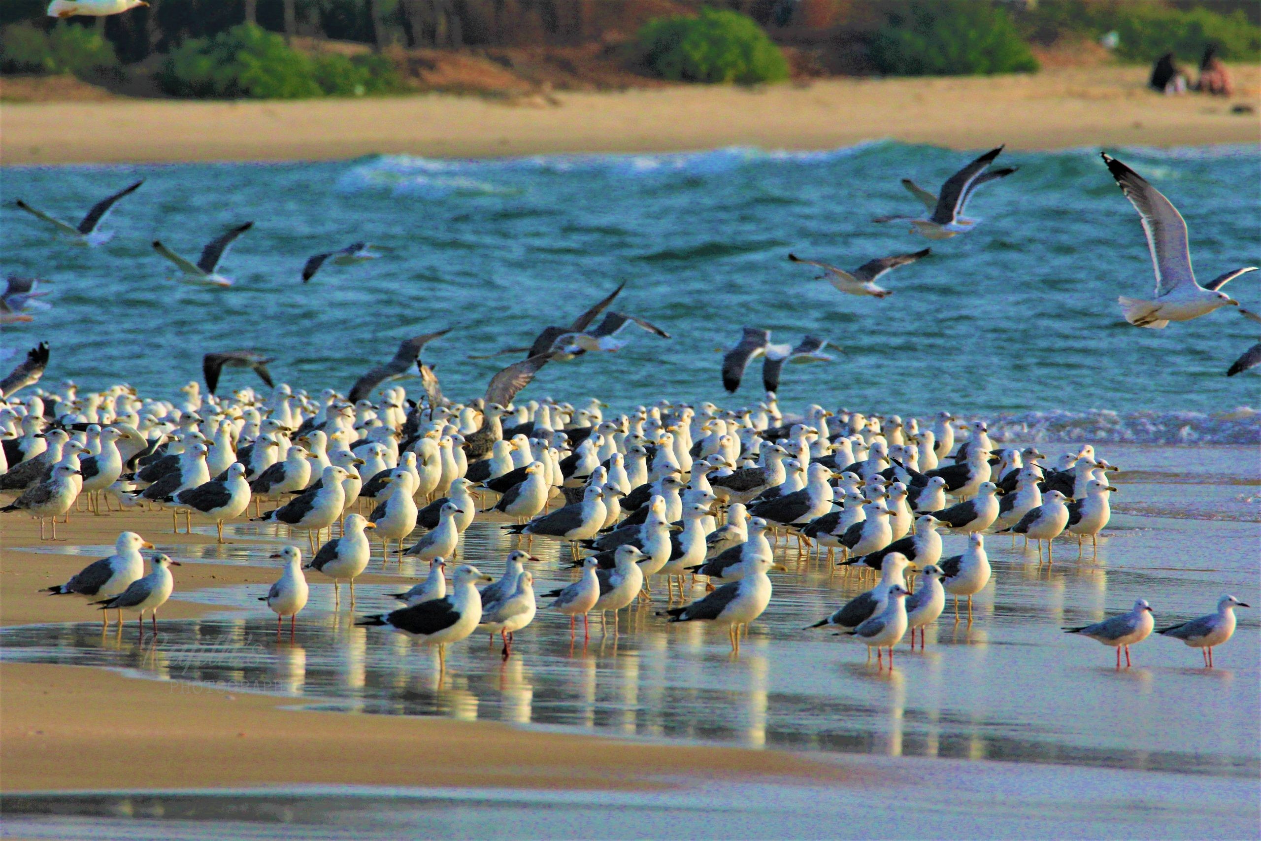 Seagulls