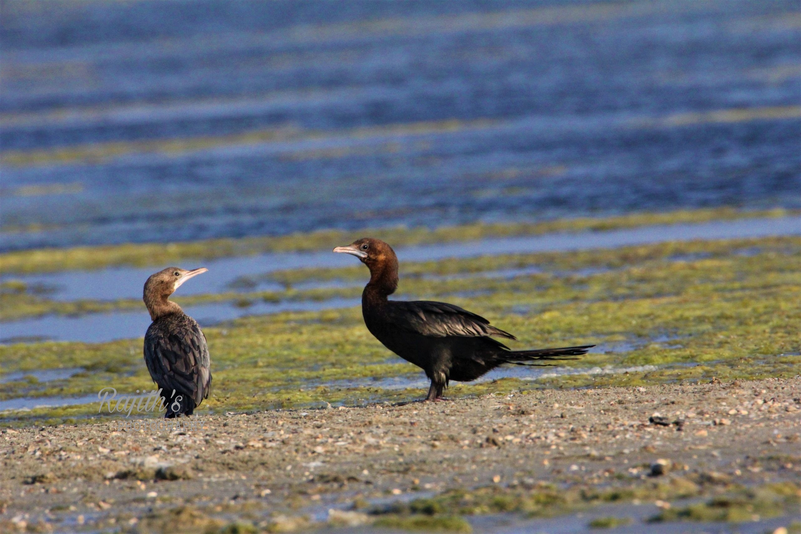 Cormorant, Watercrow, ನೀರ್ಕಾಗೆ