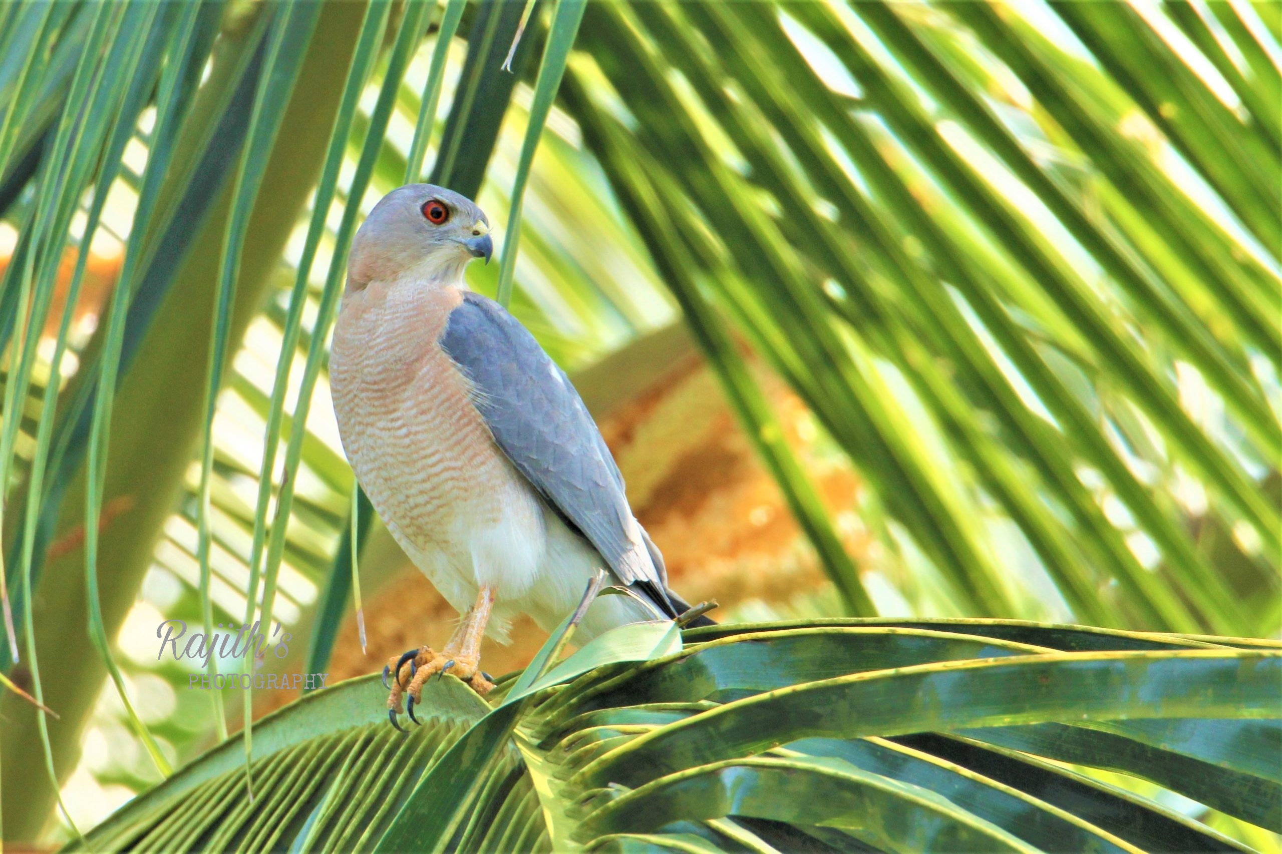 Shikra, ಗಿಡುಗ