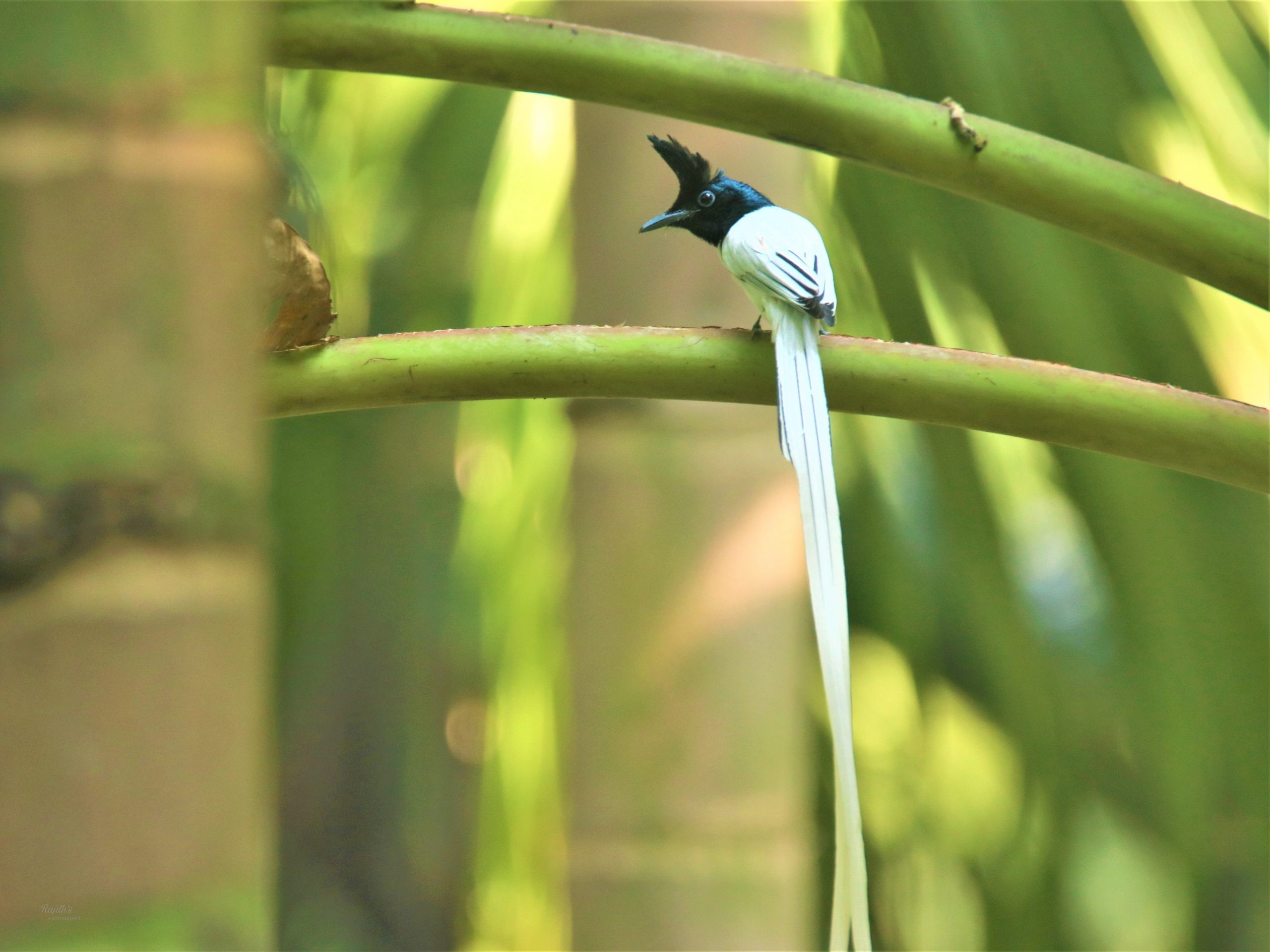 Asian Paradise flycatcher, Rajahakki, Dudhraj