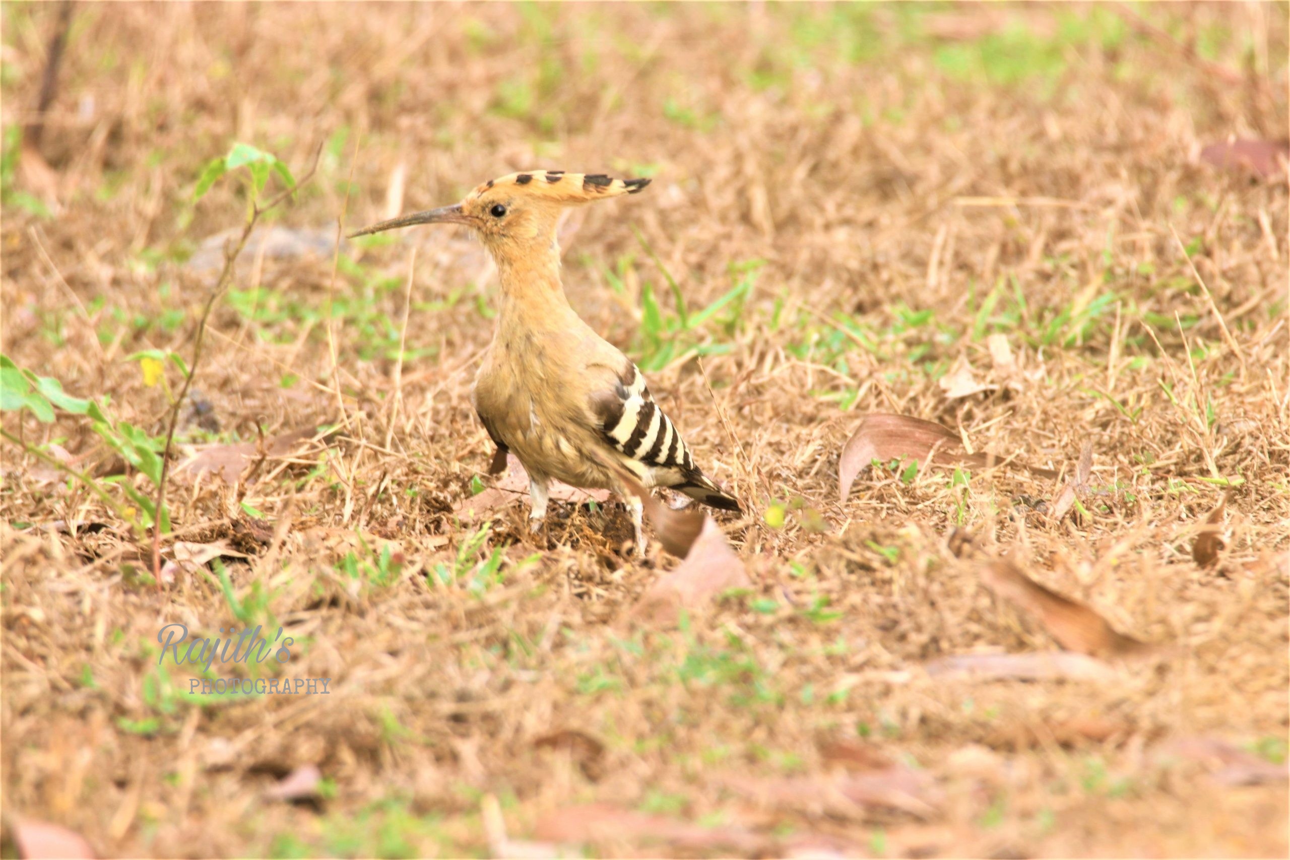 Hoopoe bird. ಹೂಪೋ ಹಕ್ಕಿ2