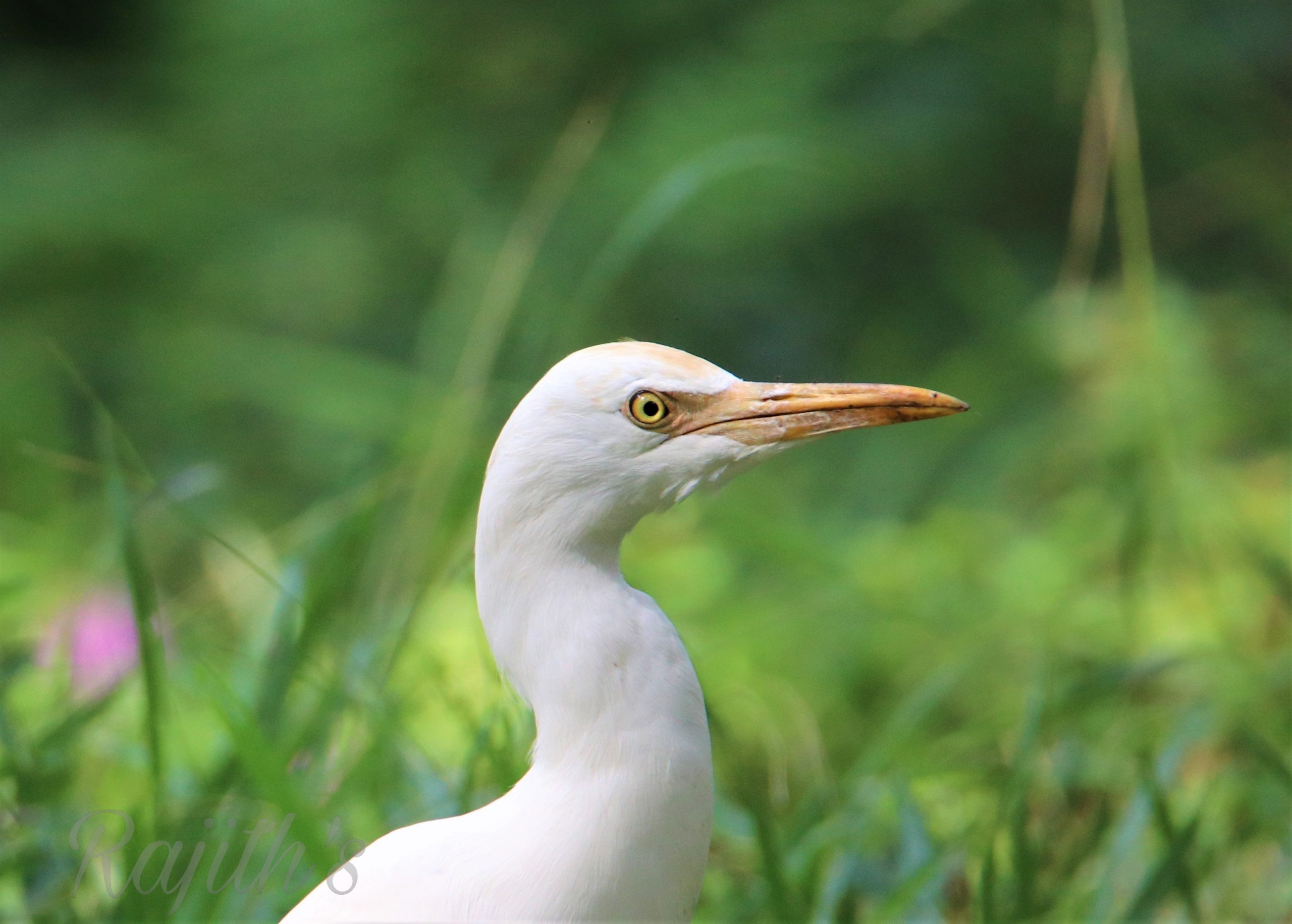 Little Egret, ಬೆಳ್ಳಕ್ಕಿ