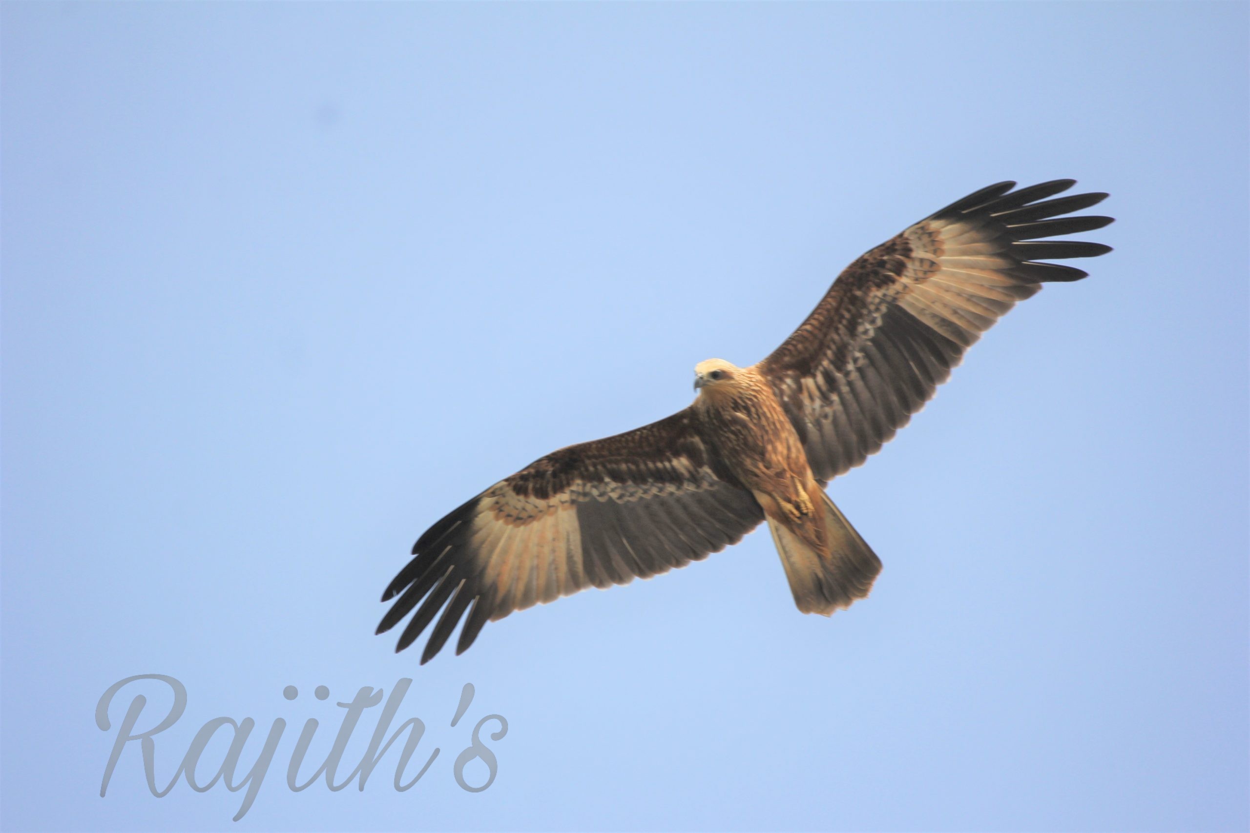 Indian spotted Eagle, ಗಿಡುಗ