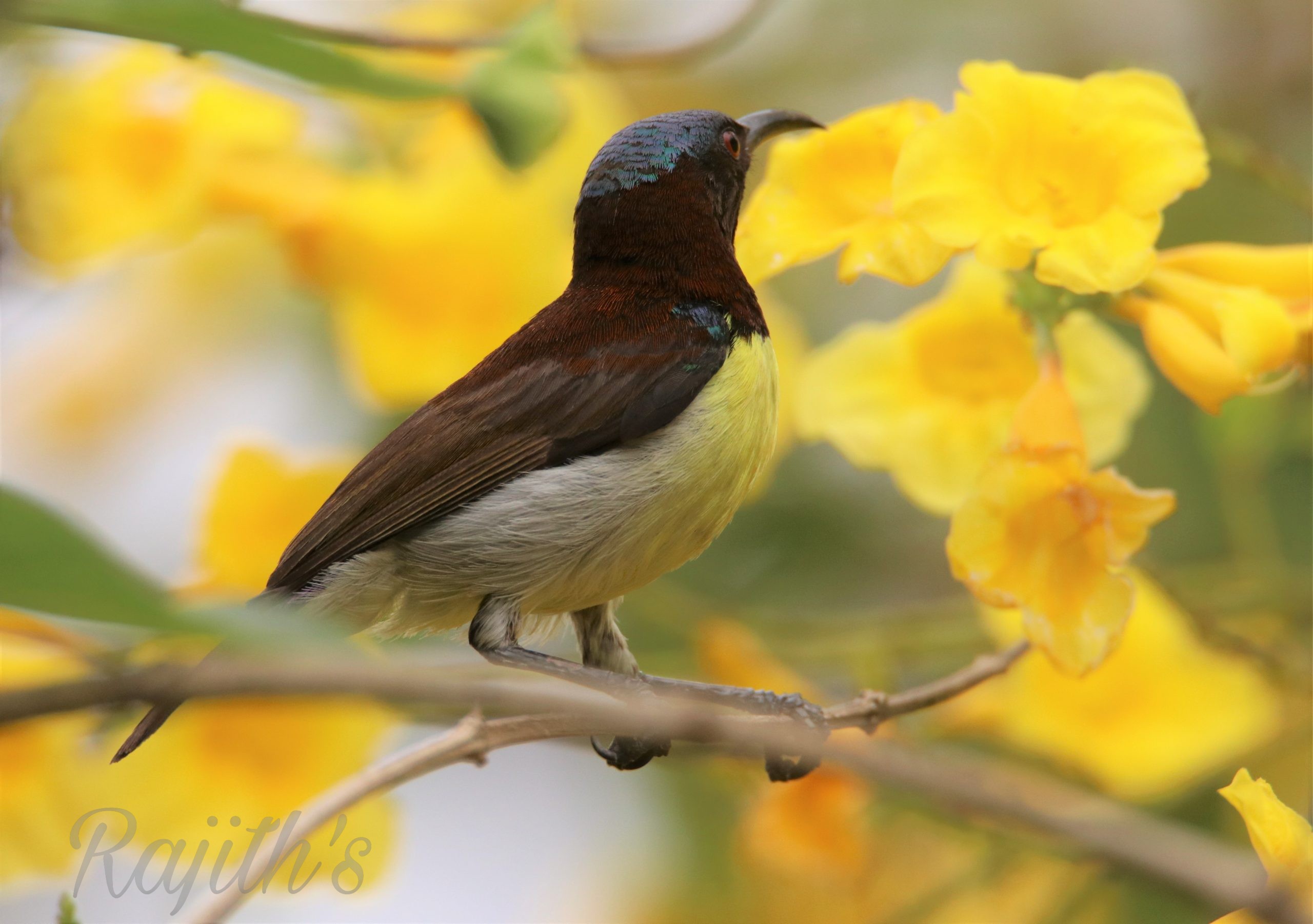 Hummingbird, ಕೊರಳ ಝೇಂಕಾರದ ಹಕ್ಕಿ