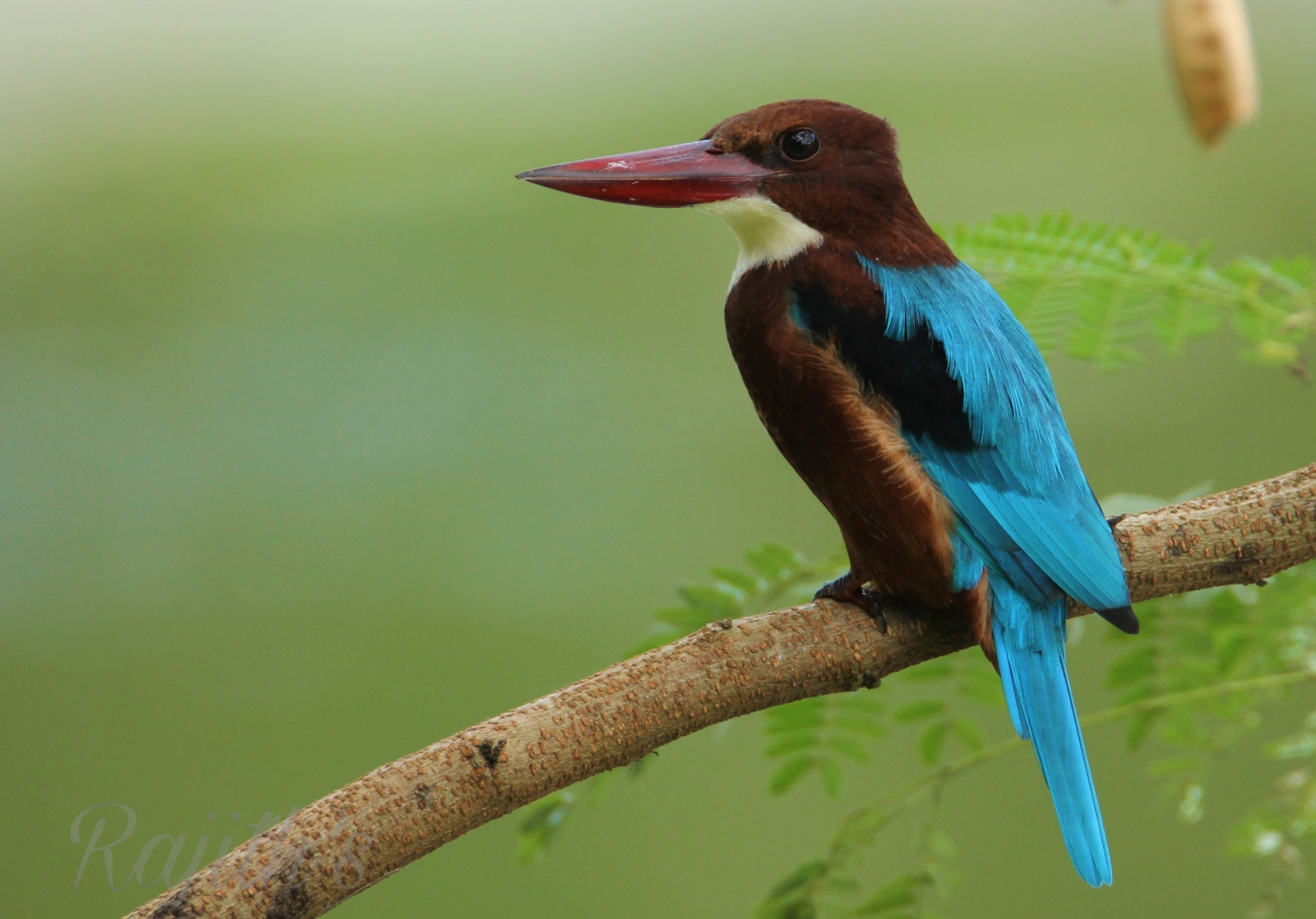 White-throated kingfisher, ಬಿಳಿಕಂಠದ ಮಿಂಚುಳ್ಳಿ