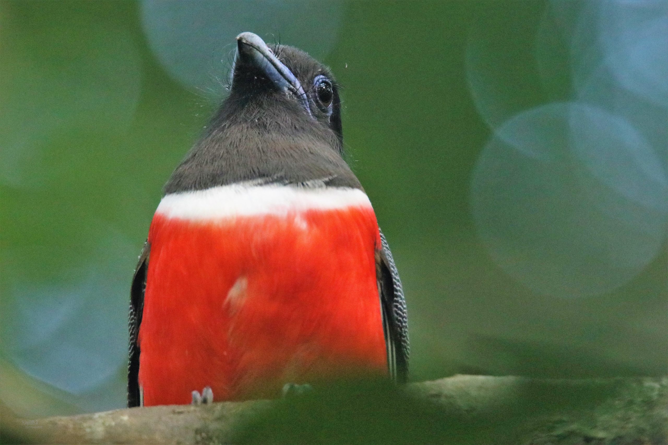 Malabar Trogon, Kakarne Hakki