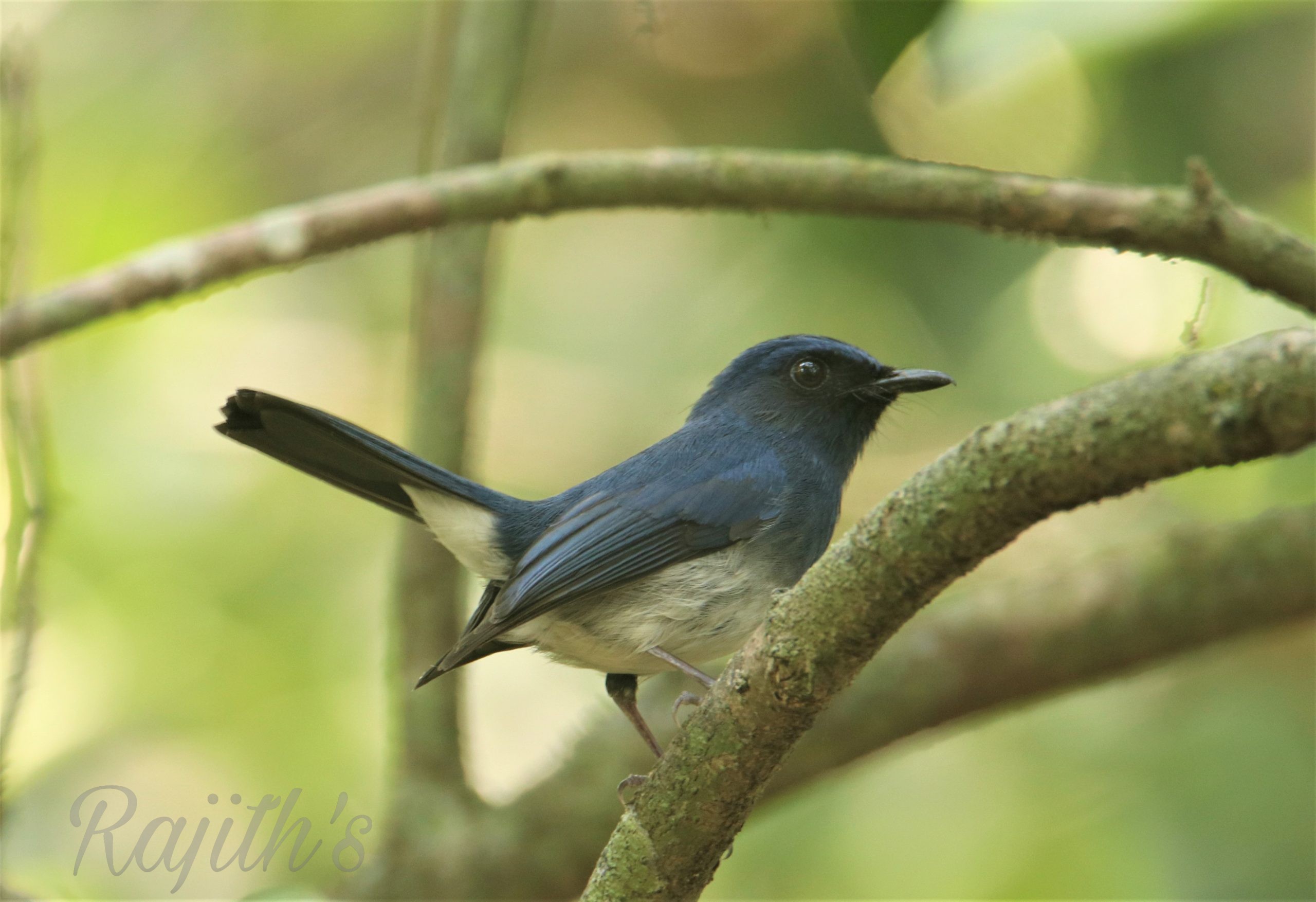 Pied bushchat, ಬೇಲಿ ಚಟಕ