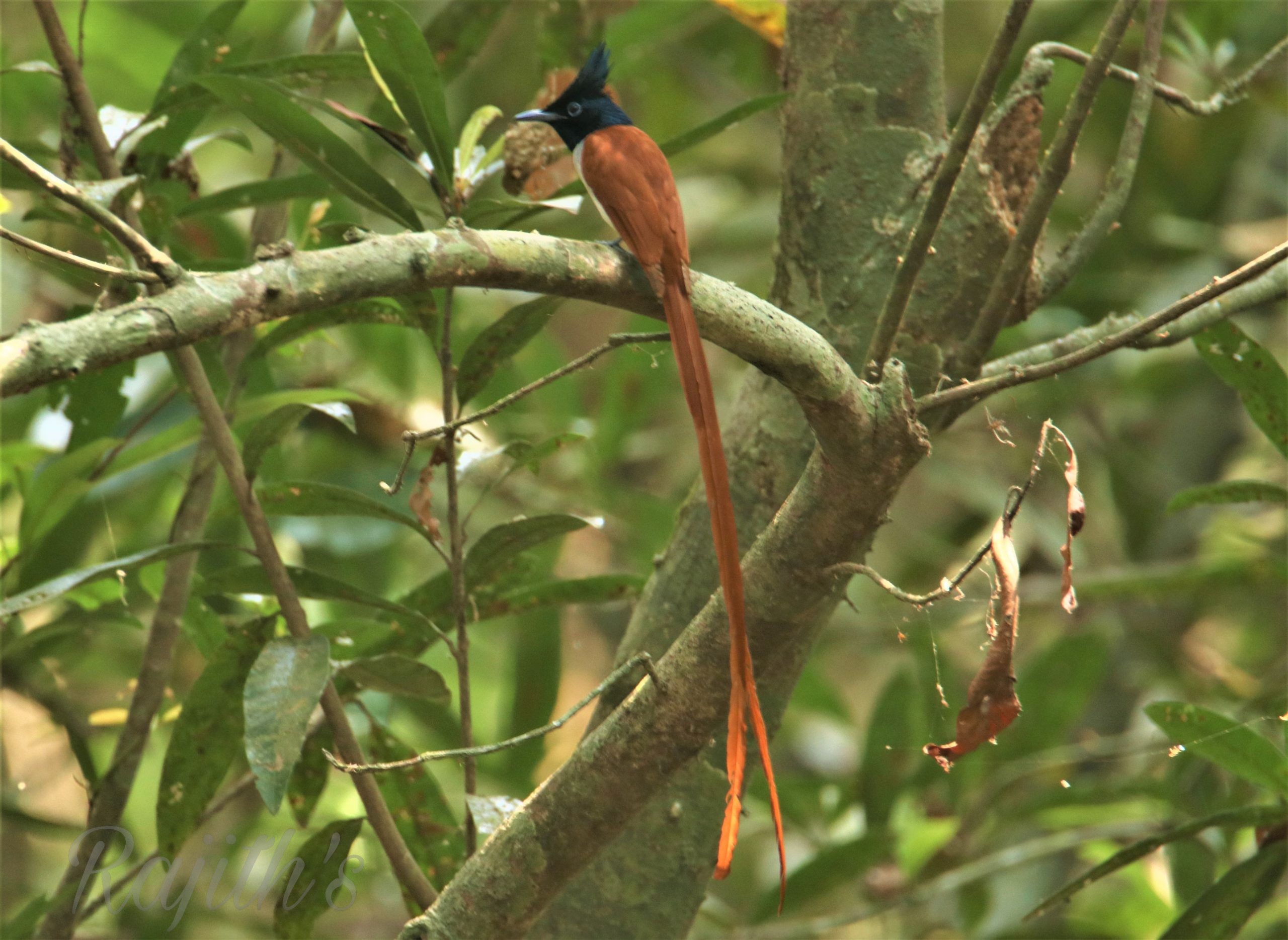 Asian Paradise flycatcher, Rajahakki