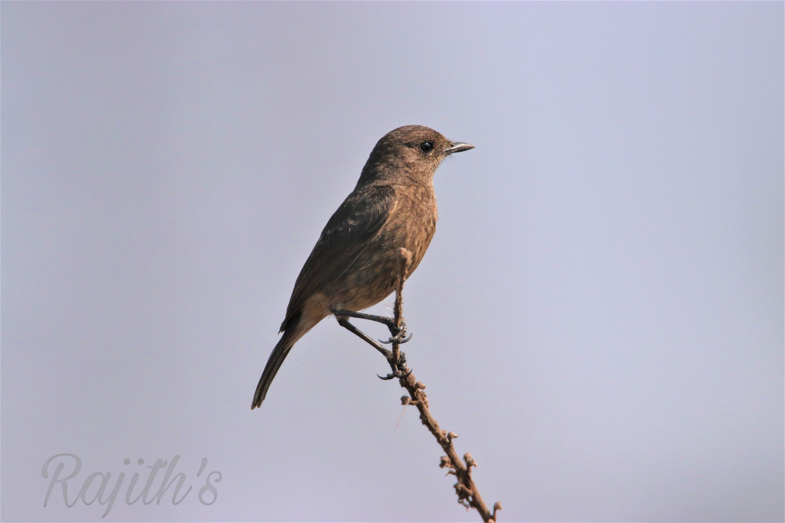 Indian Robin, ಮಡಿವಾಳ