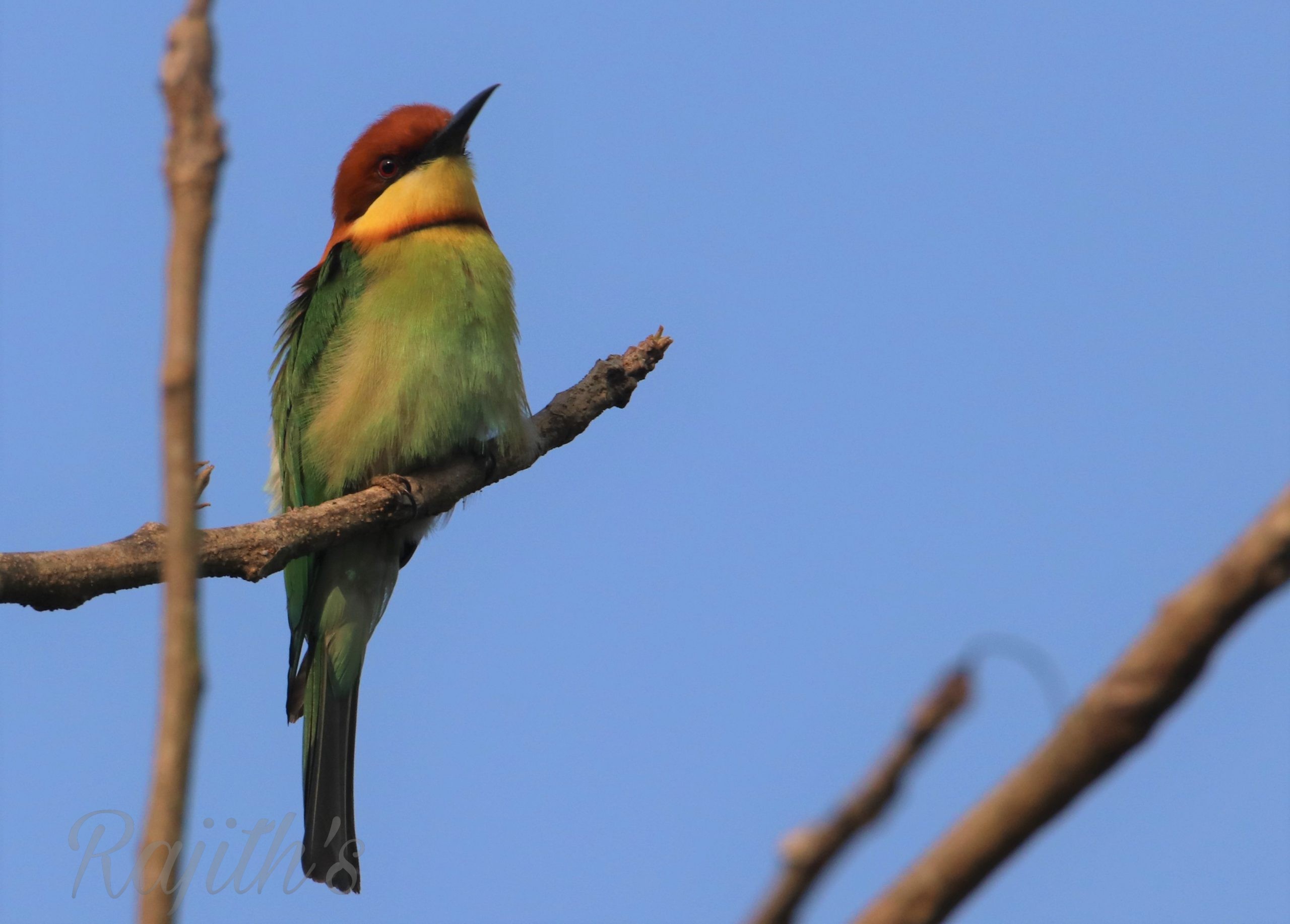 Bee Eater, ಸಣ್ಣ ಕಳ್ಳಿಪೀರ