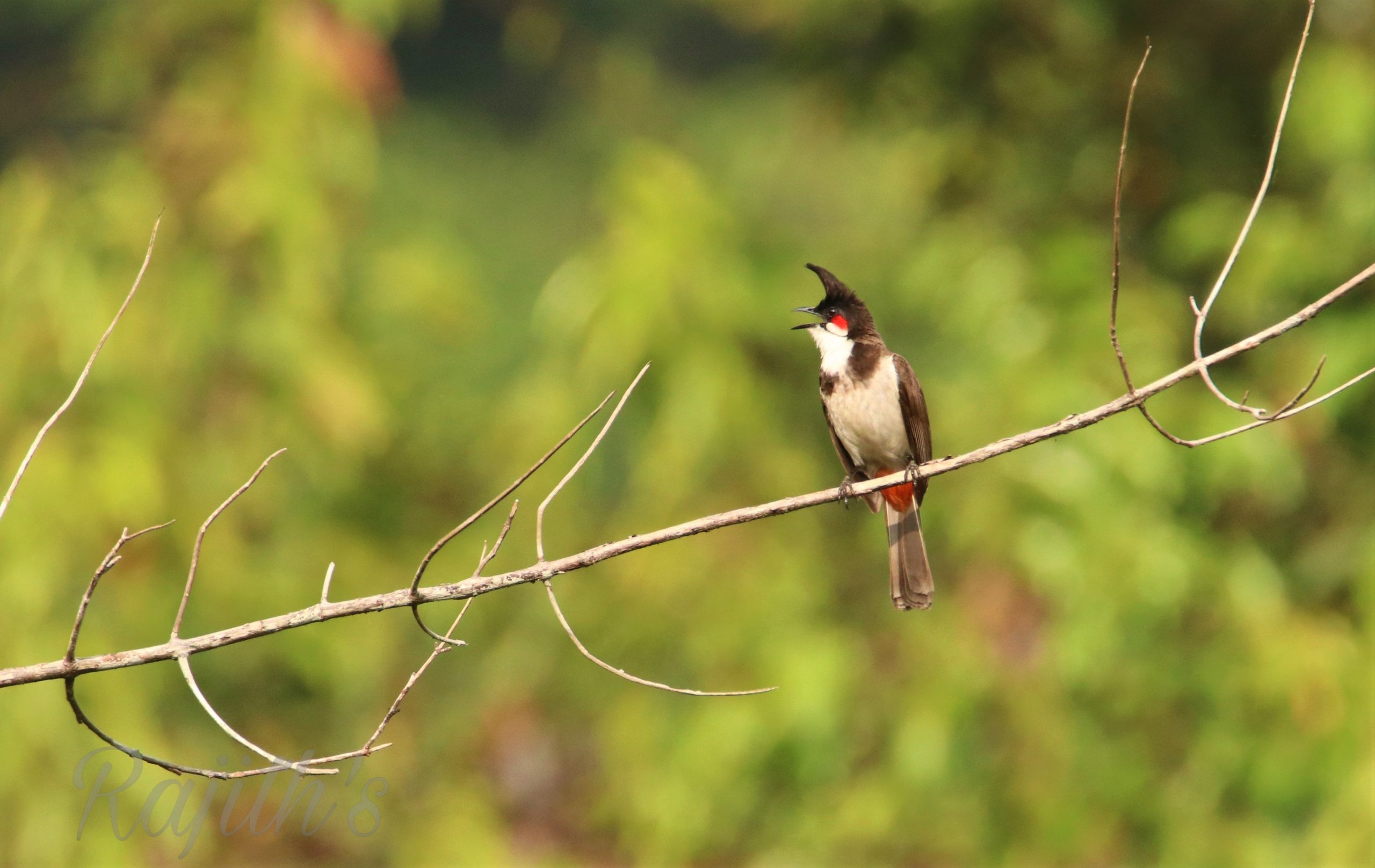 Red whiskered Bulbul, ಪಿಕಳಾರ