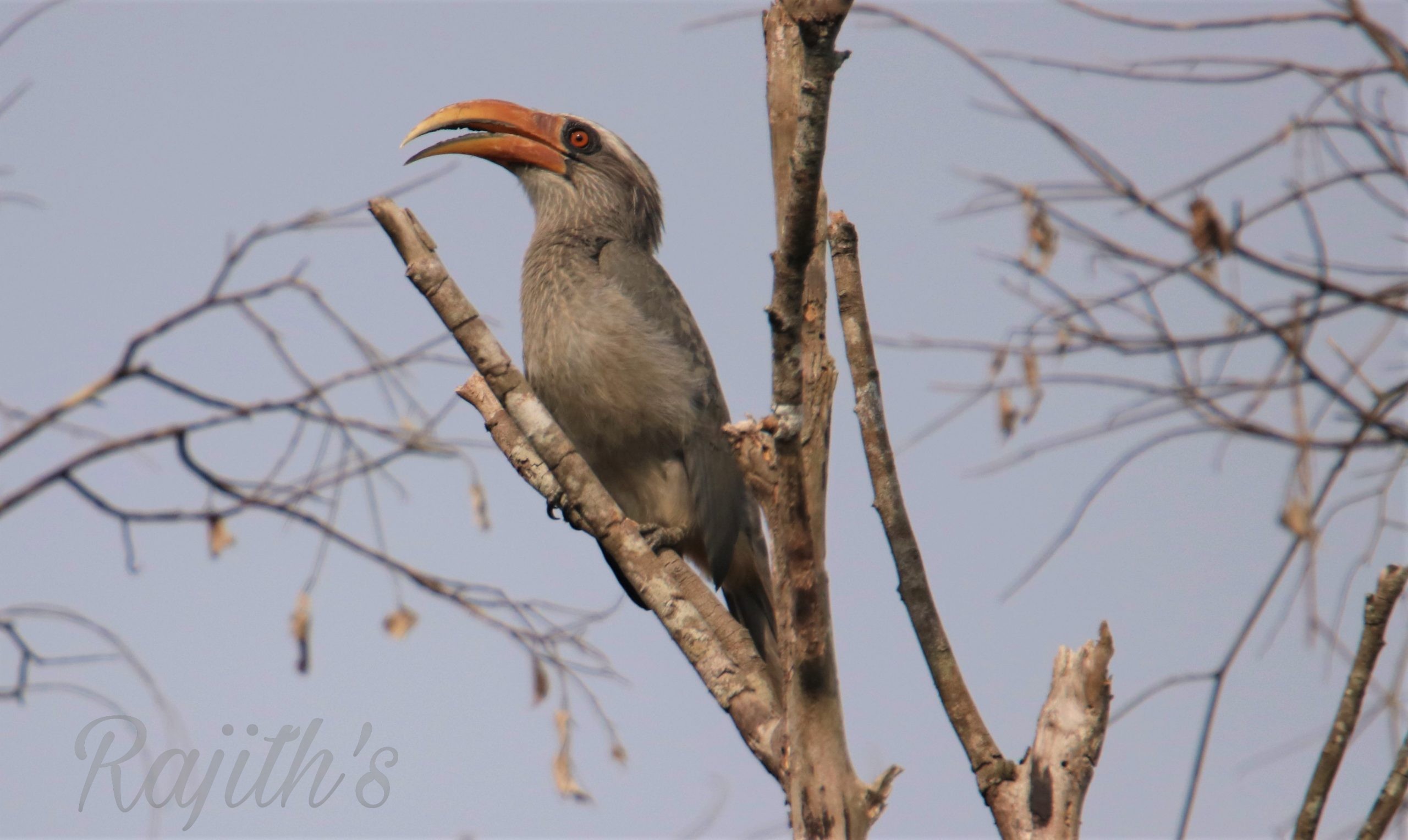 Malabar Grey Hornbill, ಮಂಗಟ್ಟೆ ಹಕ್ಕಿ Ongele