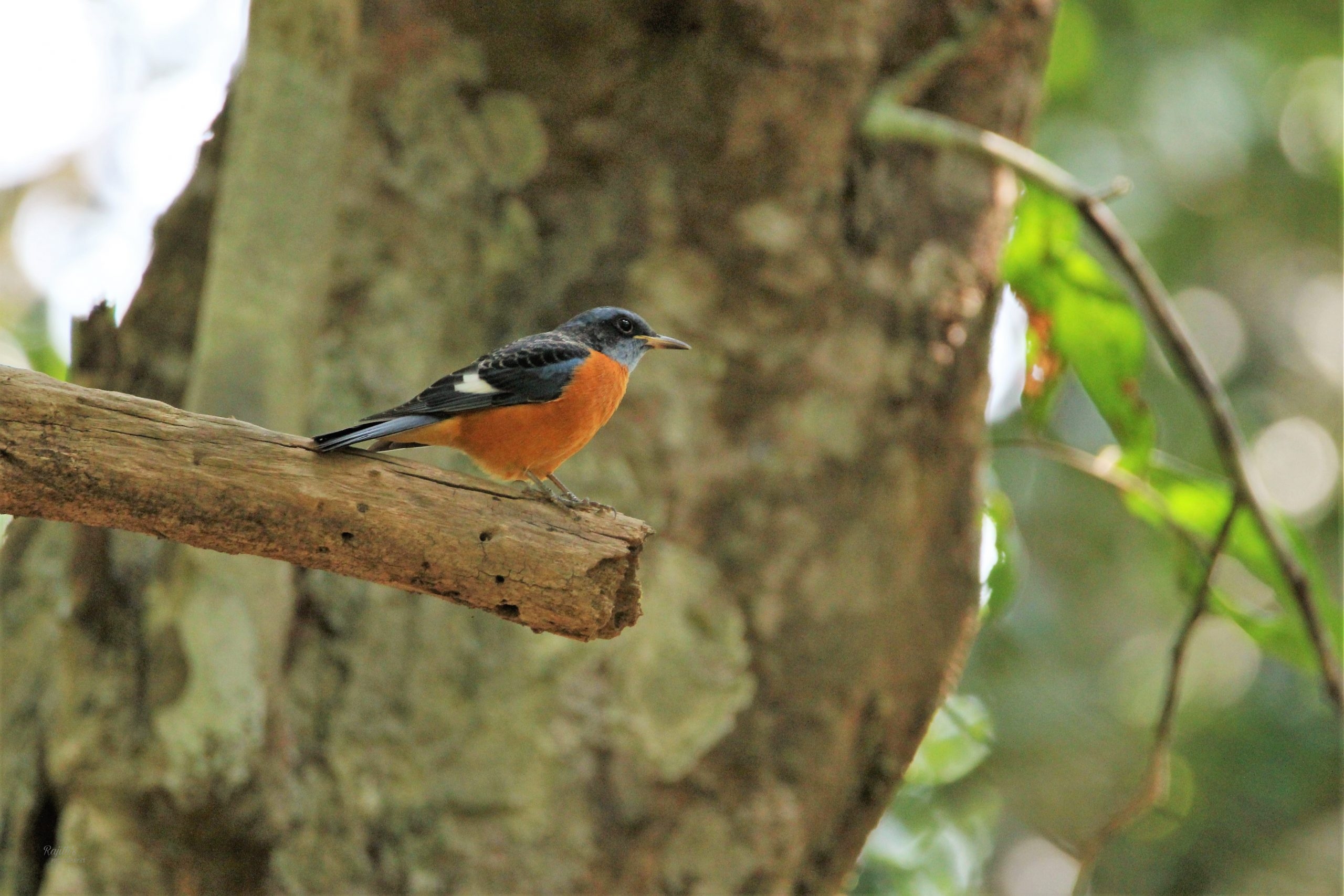 Blue headed rock thrush, ನೀಲಿ ತಲೆಯ ಬಂಡೆ ಸಿಳ್ಳರ