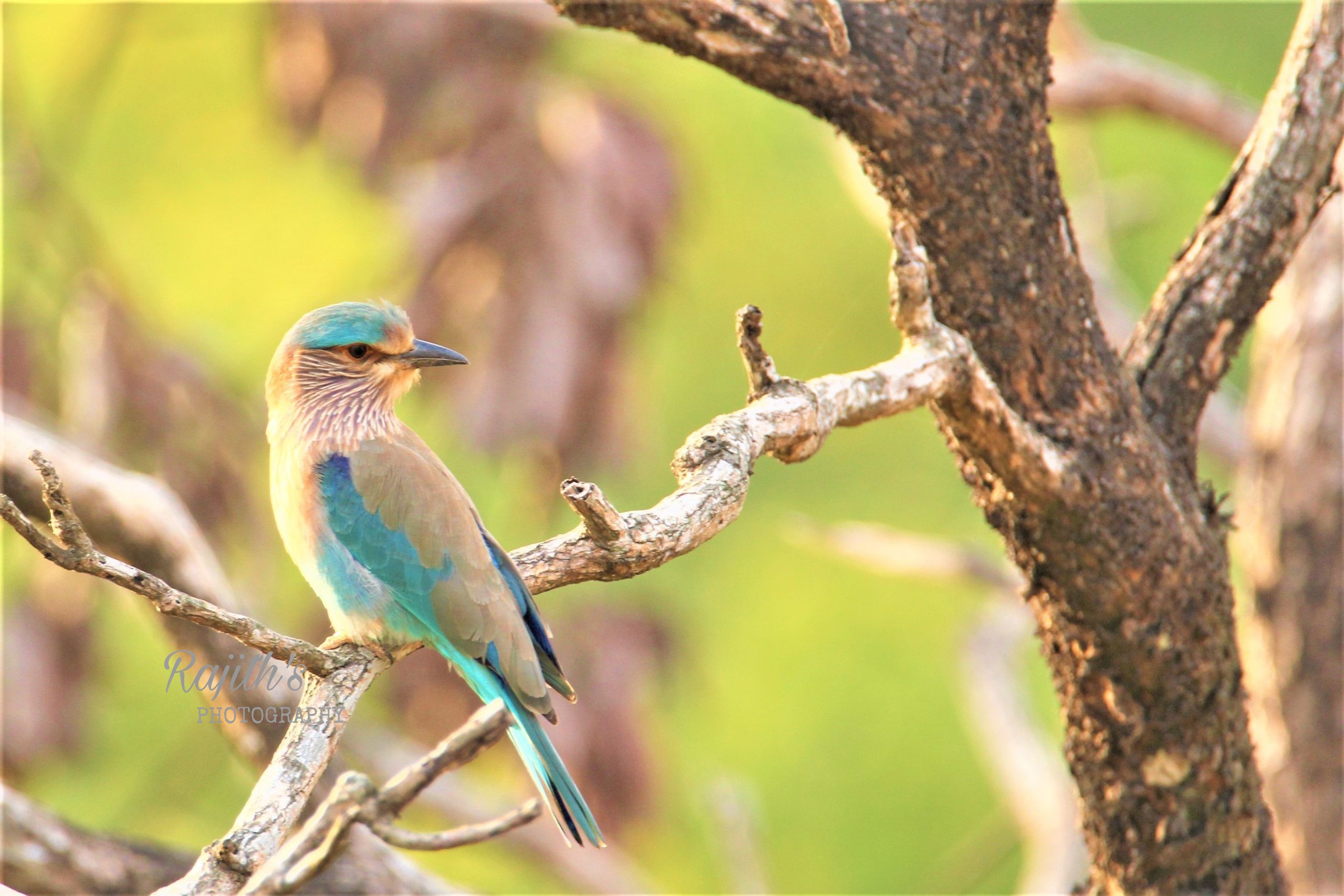 Indian roller - State Bird of Karnataka ನೀಲಕಂಠ