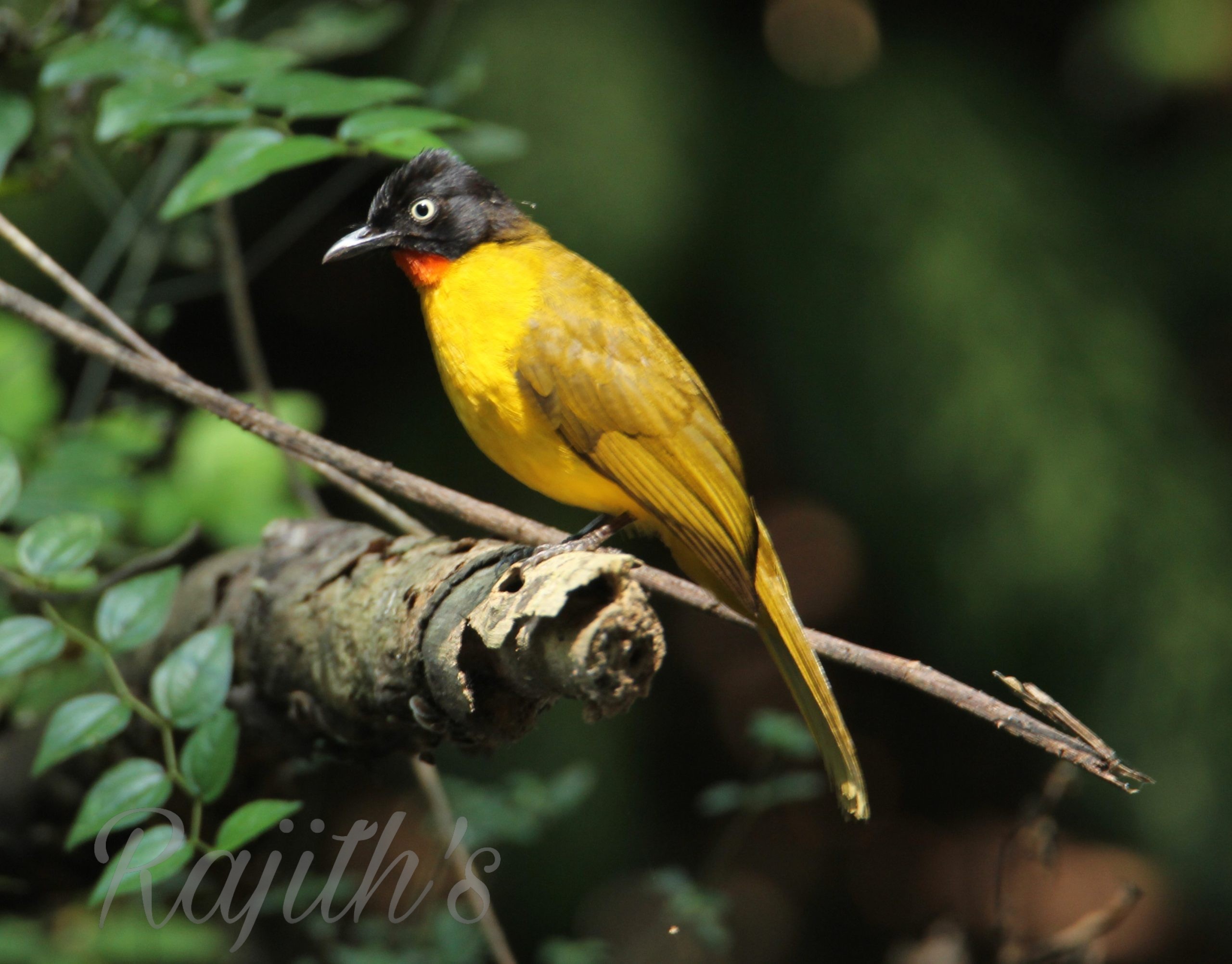 Ruby-throated Bulbul, ಕೆಂಪು ಕೊರಳಿನ ಪಿಕಳಾರ