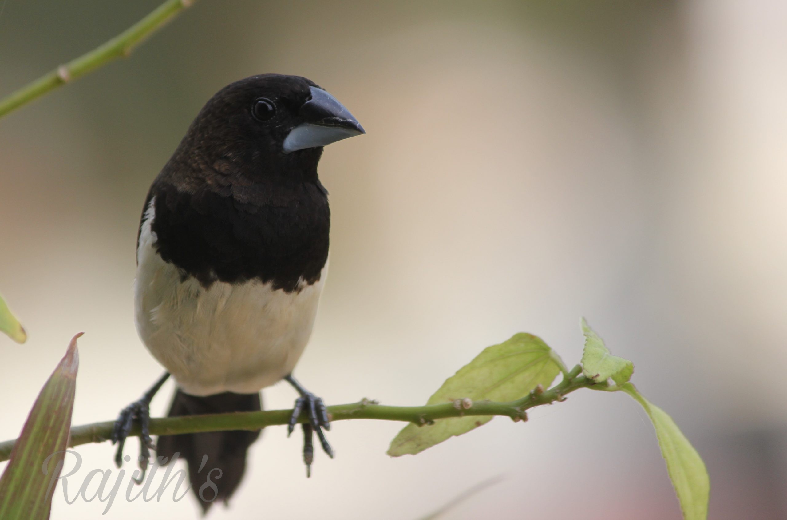 White-rumped Munia, ರಾಟವಾಳ