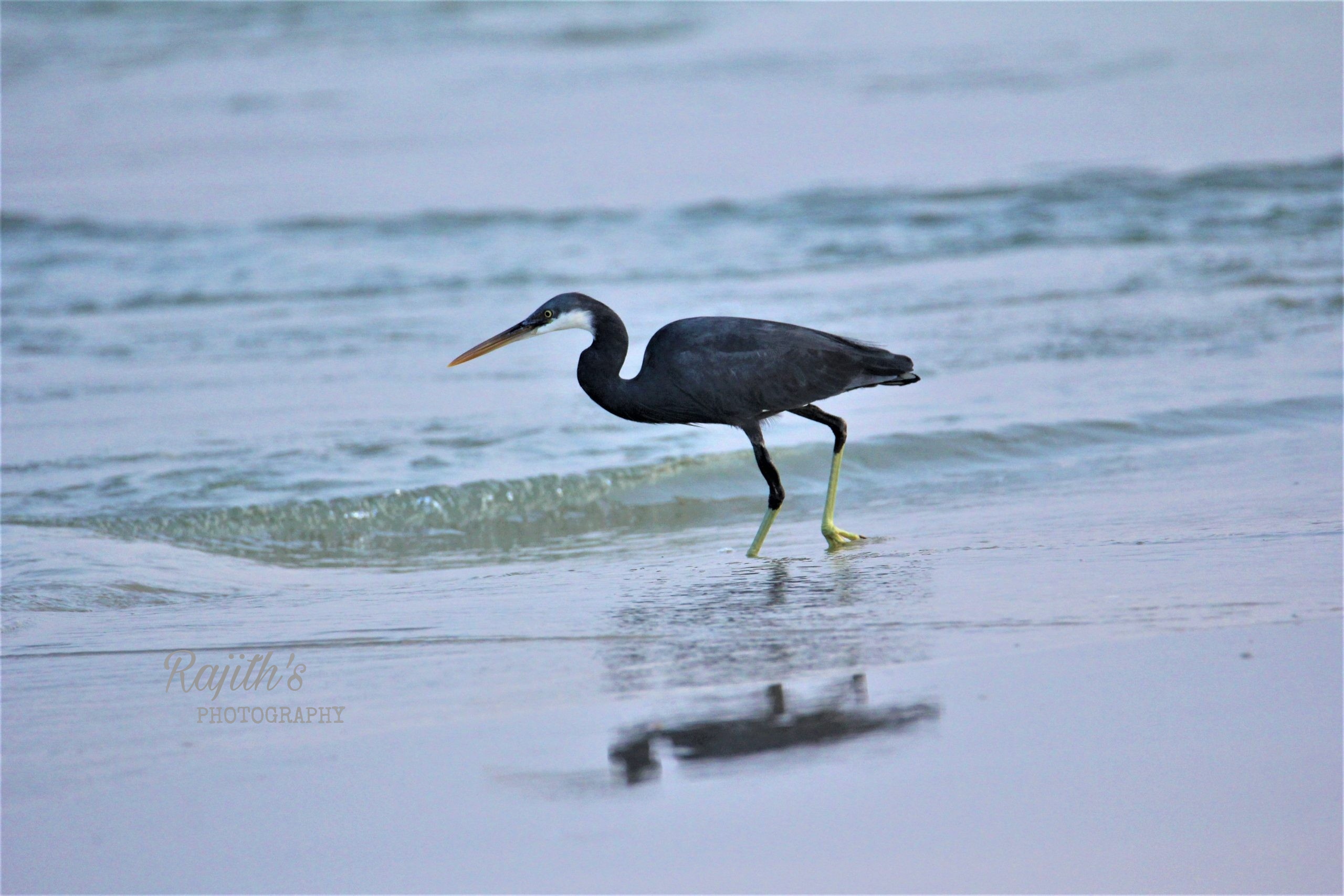 Grey Heron, ಬೂದು ಬಕ