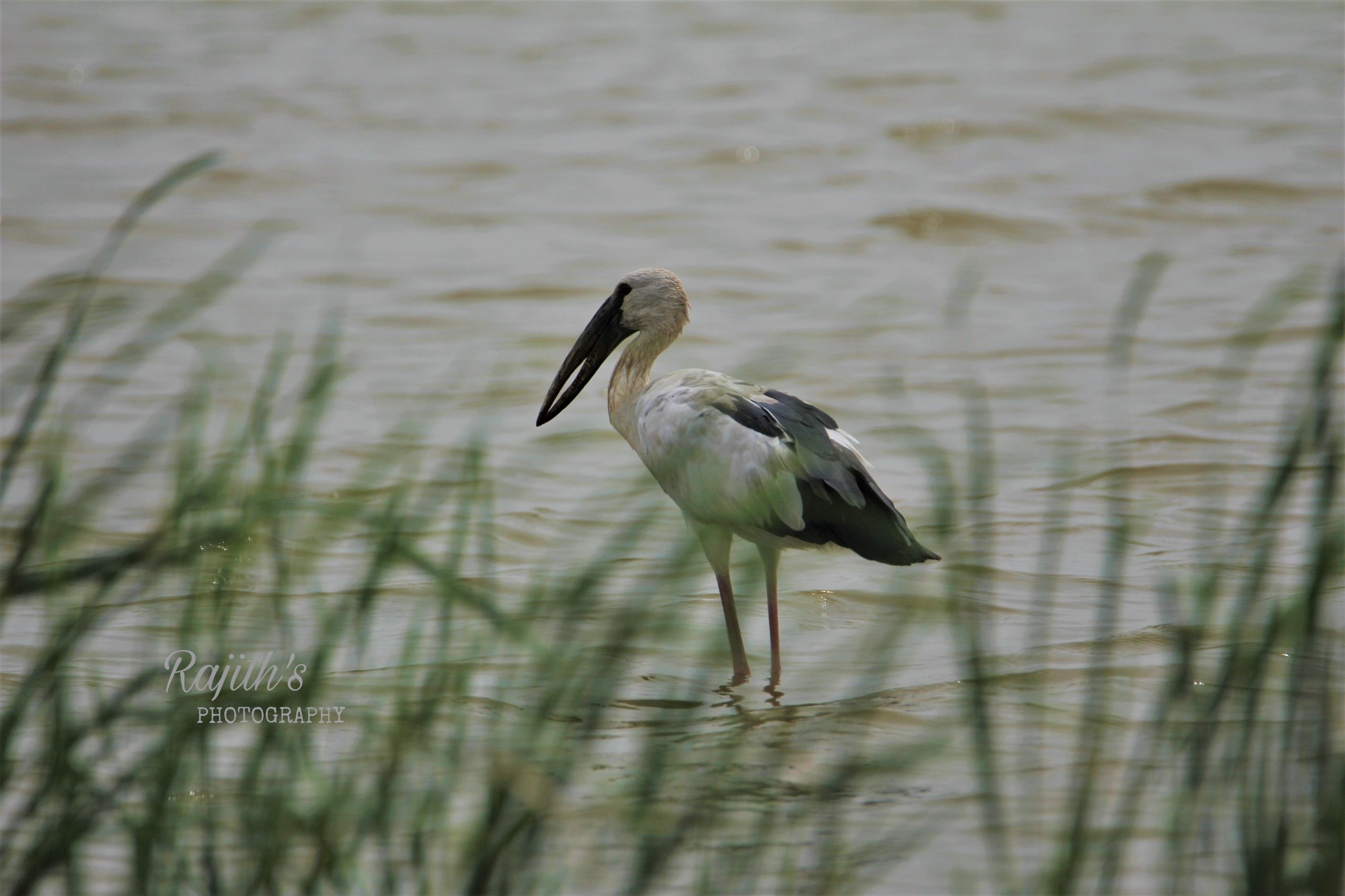 Asian open bill stork, ಬಾಯ್ಕಳಕ ಕೊಕ್ಕರೆ