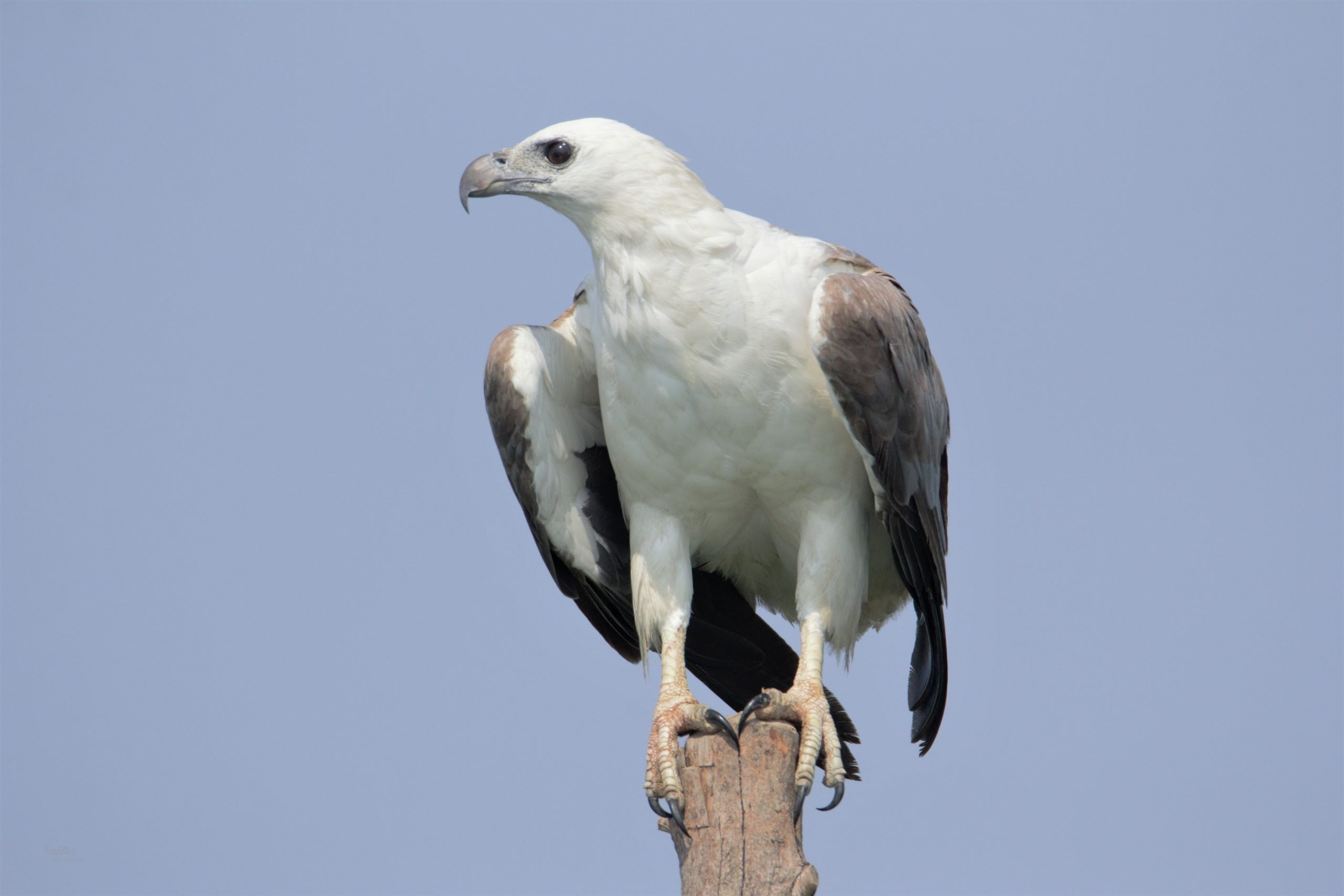 White-bellied Sea Eagle, ಕಡಲ ಹದ್ದು