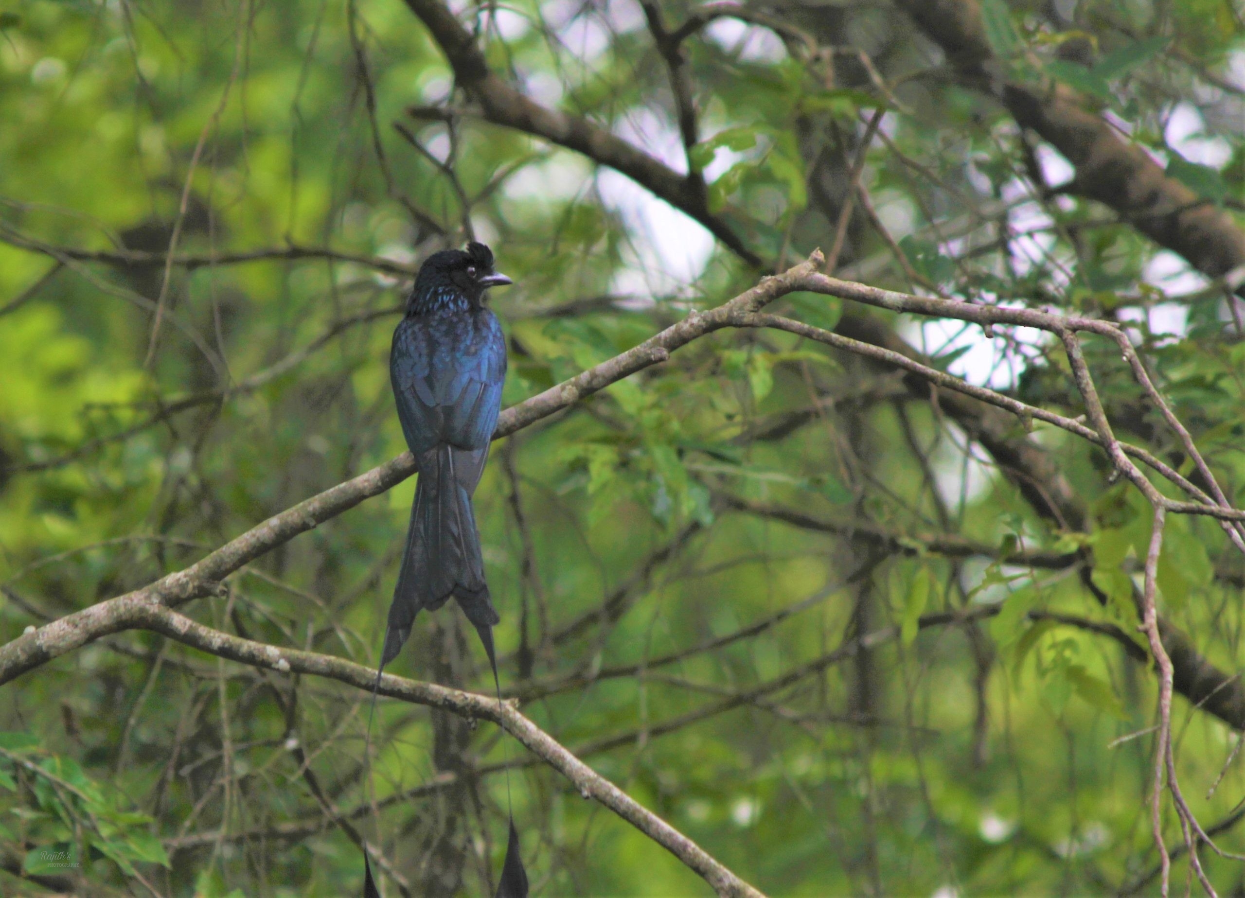 Drongo, ಕಾಜಾಣ