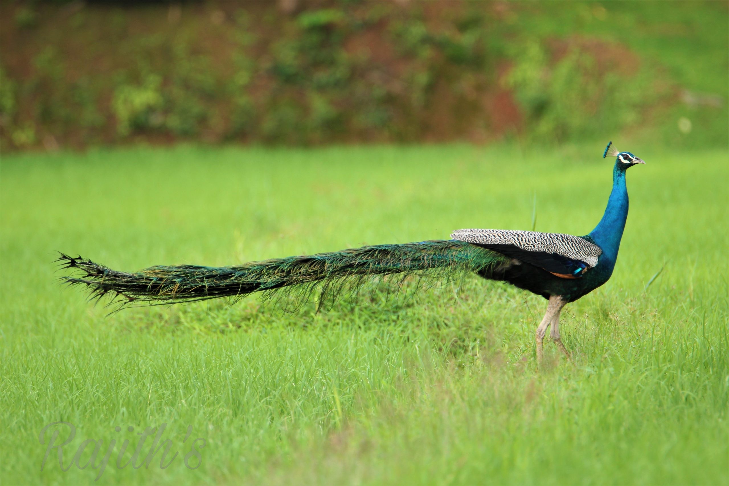 Peacock,  ನವಿಲು