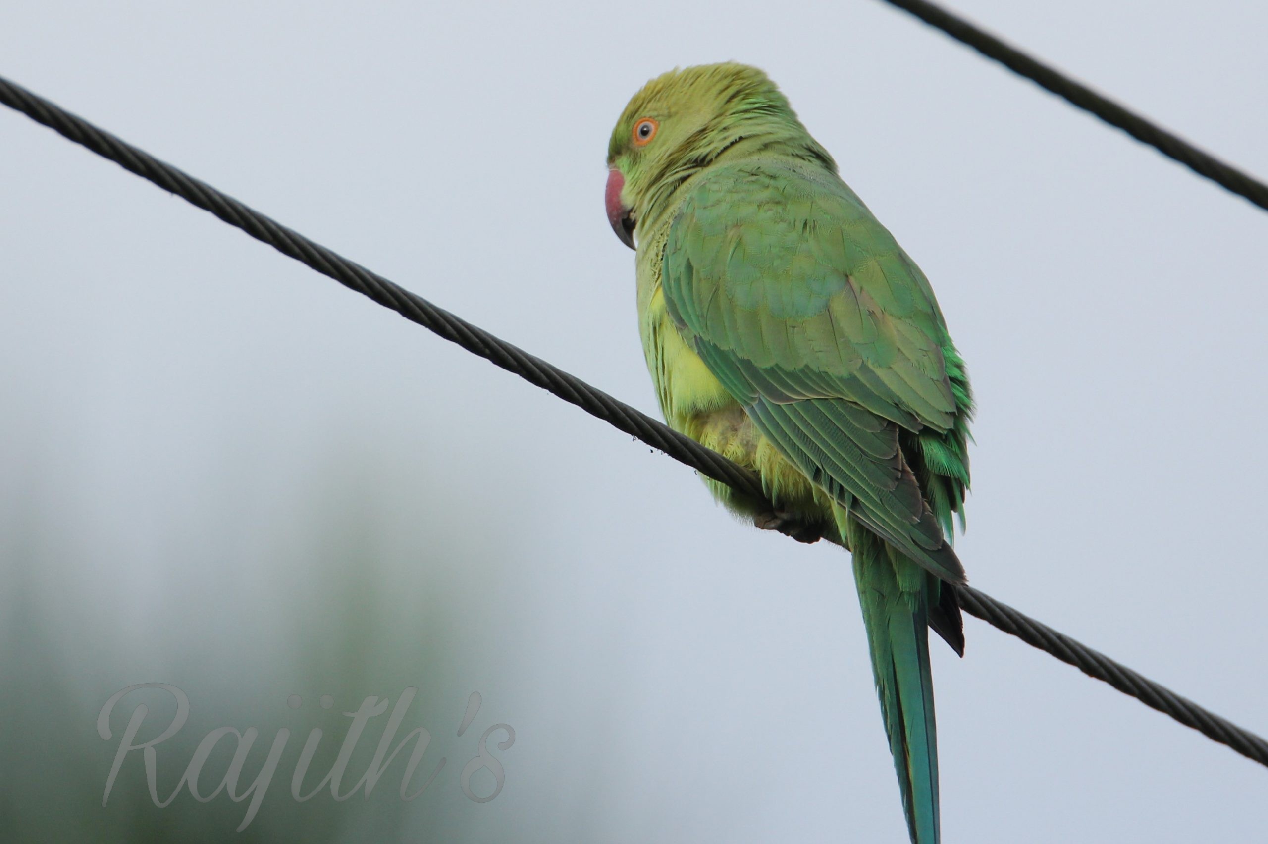 Parrot,  ಗಿಳಿ