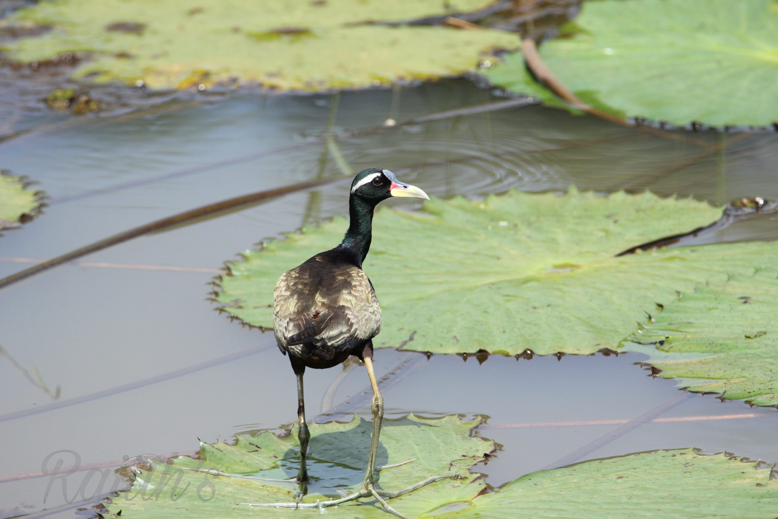 Bronze-winged Jacana, ದೇವನಕ್ಕಿ